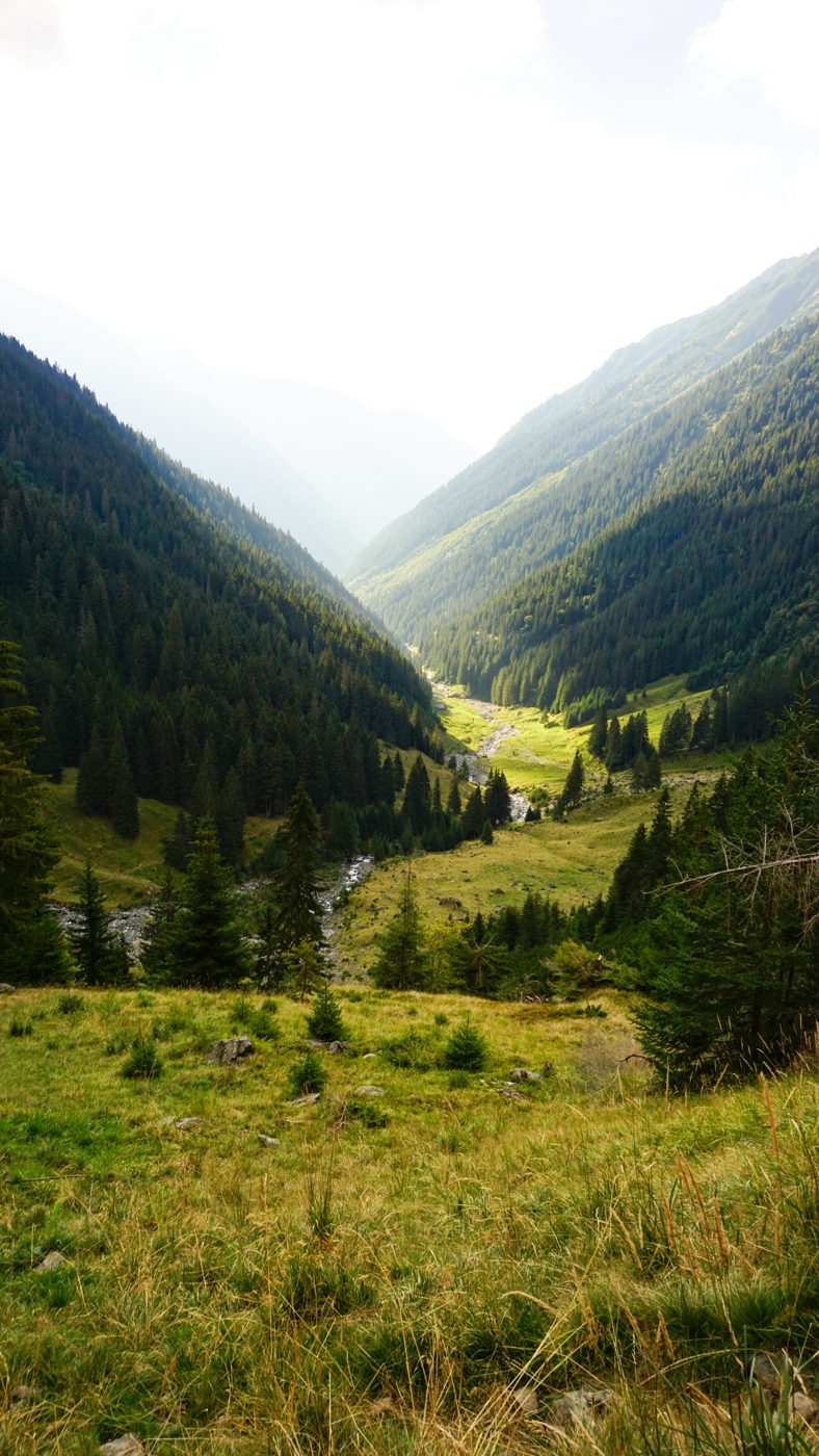 Grünes Bergtal mit einem Bach, der sich zwischen bewaldeten Hängen hinunterzieht