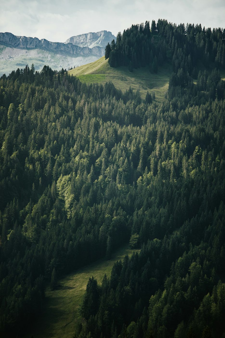 Bewaldeter Berghang vor diesigen Felswänden – viele Bäume, die zusammen einen Wald bilden