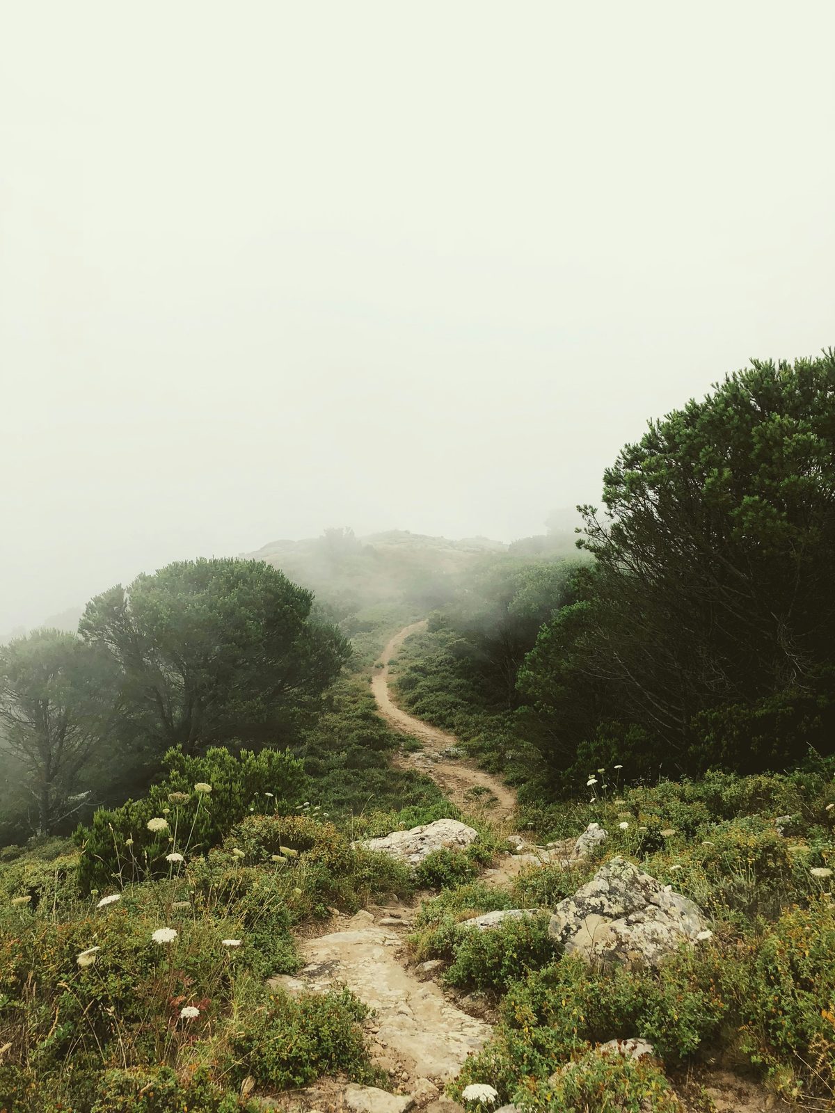 Weg im Morgennebel – die Frage weist die Richtung