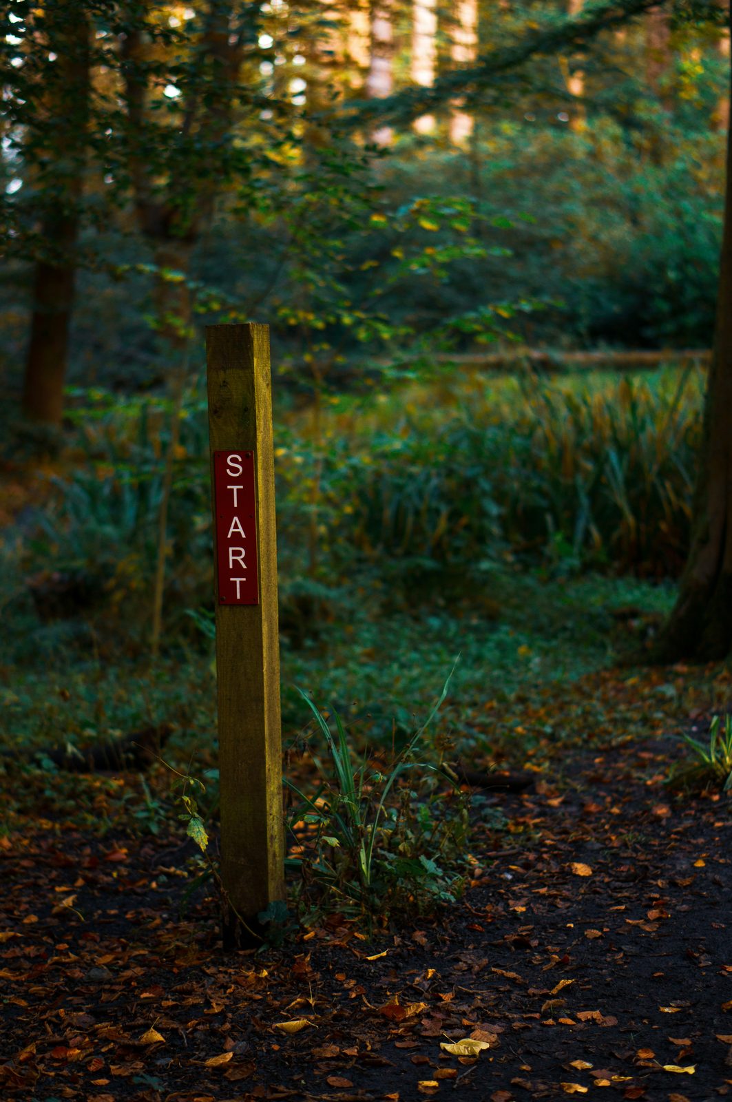 START-Schild am Waldweg – der erste Schritt