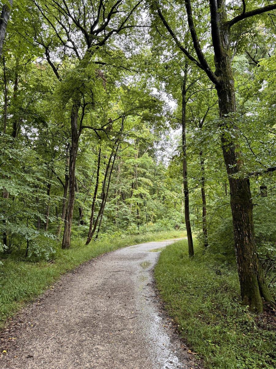 Waldweg im satten Grün nach dem Regen – hier finden die Gespräche in Bewegung statt