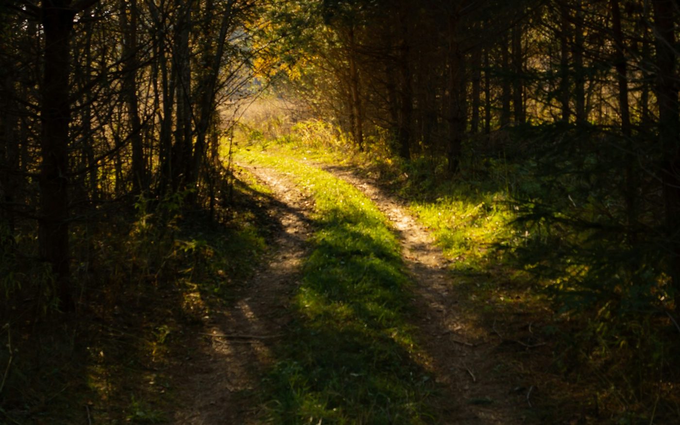 Waldweg, der im warmen Abendlicht zwischen dichten Bäumen hindurchführt