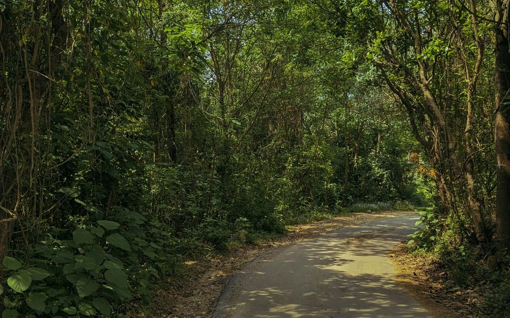 Waldweg, der sich in einer sanften Kurve durch das Grün zieht